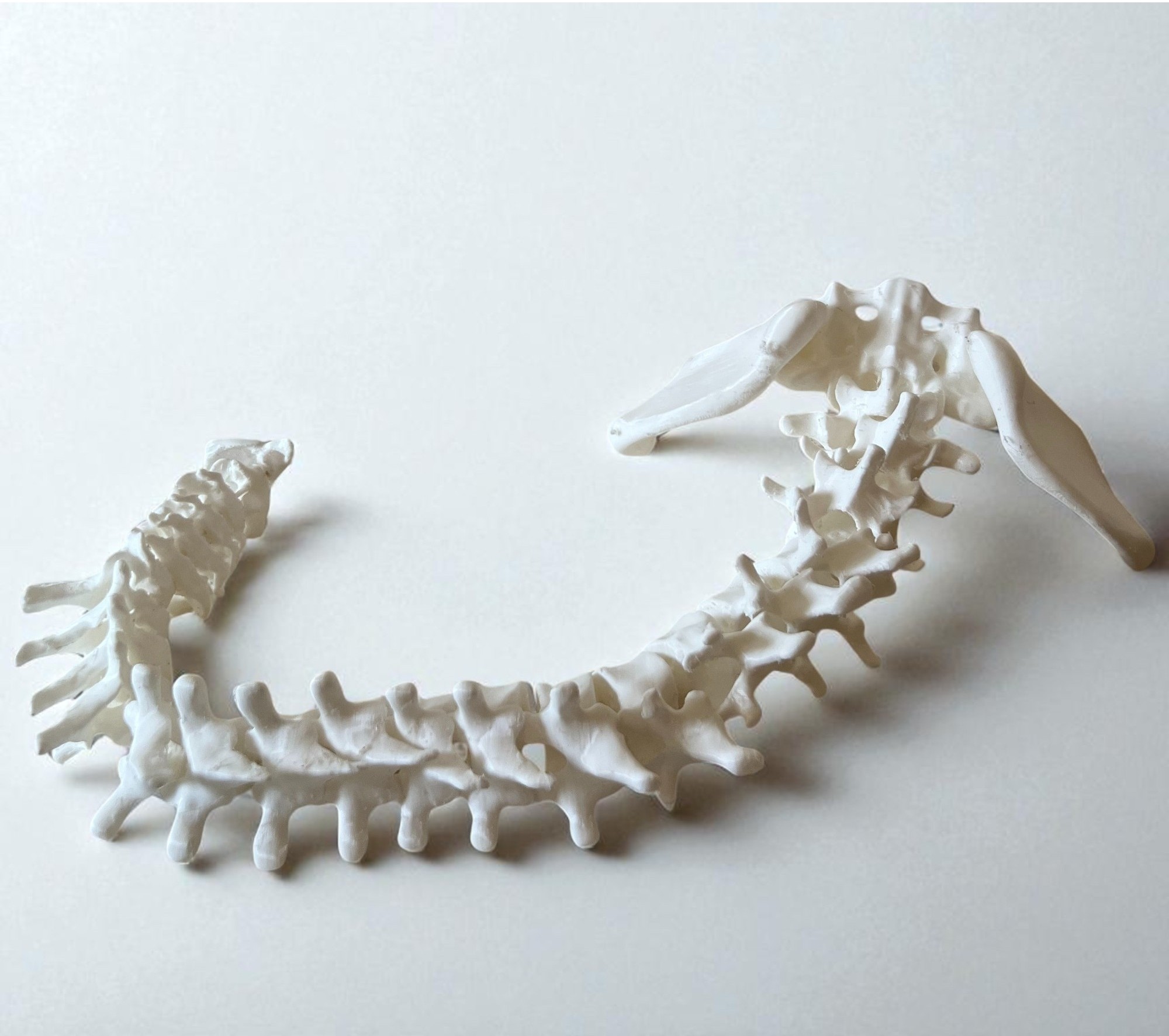 Columna Vertebral Flexible